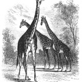 3 Giraffe.jpg