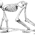 A Human Skeleton in the Attitude of a Quadruped.png