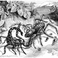 Fight between an Ordinary Roller Spider and a Scorpion.jpg