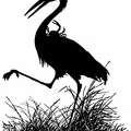 Crane with crab on its back.jpg