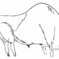 A Grazing Bison, Delicately and Carefully Drawn, Engraved on a Wall of the Altamira Cave, Northern Spain.jpg