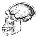 The Skull and Brain-Case of Pithecanthropus.jpg