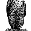 A Hooded Peregrine Falcon. Its eyes are covered by the hood until the game is in sight.jpg