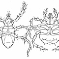 Harvest mites. (Larvæ of Trombidium).jpg