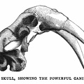 Walrus skull, showing the powerful canine teeth.jpg