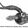 White-Eared Antelope (A. leucotes), Male, Central Africa.jpg