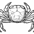 Young Specimen of an African River Crab.jpg