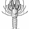 A Deep-sea Lobster (Nephropsis stewartii), from the Bay of Bengal.jpg