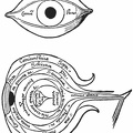 The Anatomy of the Eye.jpg