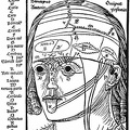 The figure shows the ten layers of the head.jpg