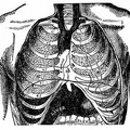 Front view of the thorax.jpg