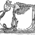 Skeleton of the Mammoth in the Royal Museum of St. Petersburg.jpg