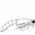 Mysis relicta, a small shrimp-like Crustacean.jpg