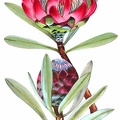Protea abyssinica.jpg