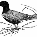 Black Tern, Adult.jpg
