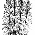 Bocconia cordata.jpg