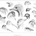 Parts of Birds.jpg
