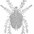 The cockroach mite.jpg