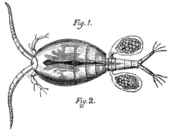 Cyclops quadricornis