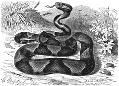 Mokassin snake