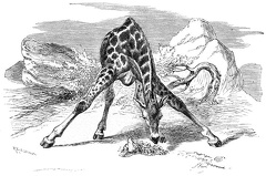 Giraffe, taking something from the bottom