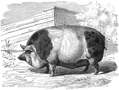 Harrison boar