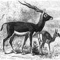 Sasi or Indian Antelope