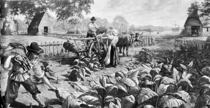 Harvesting tobacco at Jamestown, about 1650