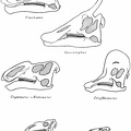 Skulls of Iguanodont and Trachodont Dinosaurs.jpg