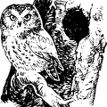 Saw-whet owl.png