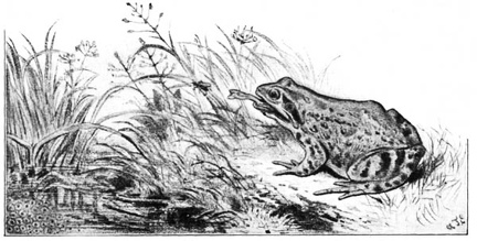 Common Frog -  showing tongue in action