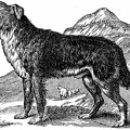Scotch Colley, or Shepherds Dog