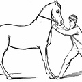 Teaching the horse to back.jpg