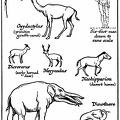 Miocene Mammals