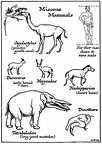 Miocene Mammals