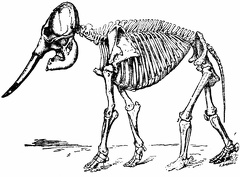 Skeleton of Indian Elephant
