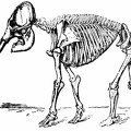Skeleton of Indian Elephant