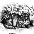 Egyptian Cat.jpg