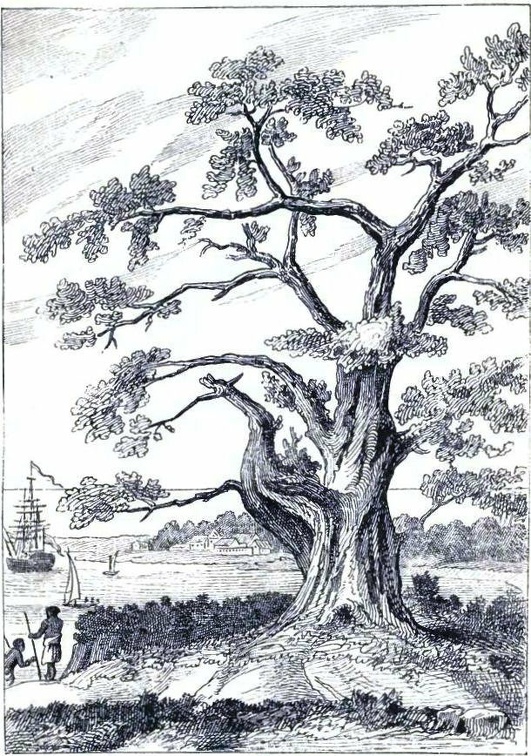 Tree, from beneath which Cook observed the transit of Venus.jpg