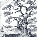 Tree, from beneath which Cook observed the transit of Venus
