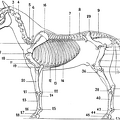 Skeleton of the Horse.png