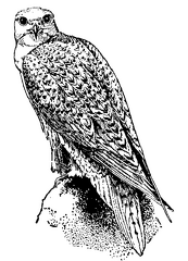 Greenland Falcon