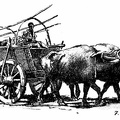 Bulgarian Buffalo Cart