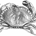 Sea crab.jpg