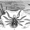 Wandering Crab Spider.jpg