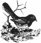 Red-eyed Towhee
