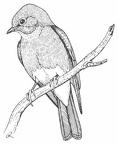 Eastern Bluebird