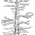 Genealogical tree of animals