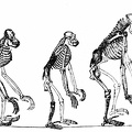 Skeletons of the Gibbon, Orang, Chimpanzee, Gorilla, Man.jpg