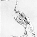 Skeleton of an Extinct Flightless Toothed Bird, Hesperornis